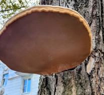 Трутовик настоящий