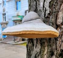 Трутовик настоящий