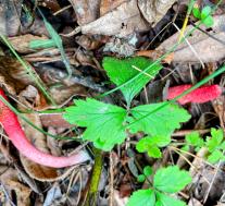 Мутинус Равенеля