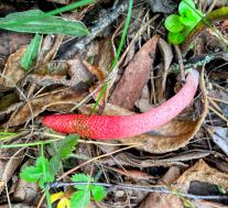 Мутинус Равенеля