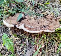 Трутовик плоский