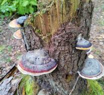 Трутовик окаймленный