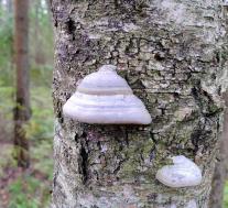 Трутовик настоящий