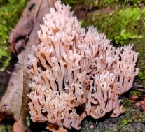 Артомицес крыночковидный