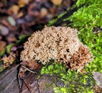 Артомицес крыночковидный