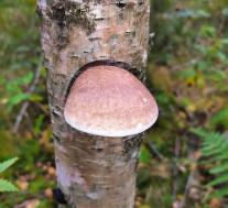 Березовая губка