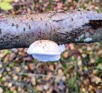 Березовая губка