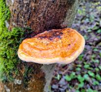 Трутовик окаймленный