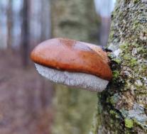 Березовая губка