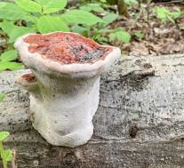 Трутовик окаймленный