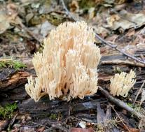 Артомицес крыночковидный