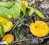 Сыроежка желтая