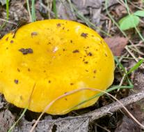 Сыроежка желтая