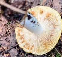 Сыроежка желтая