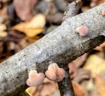 Панус открытый