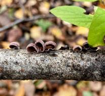 Панеллюс зевающий