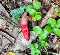 Мутинус Равенеля