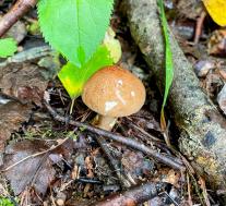 Tricholoma fulvum