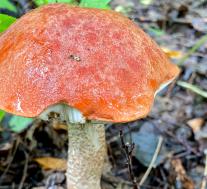 Подосиновик красный