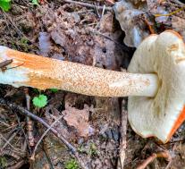 Подосиновик красный