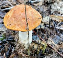 Подосиновик белоножковый