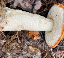 Подосиновик белоножковый