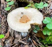 Говорушка ворончатая