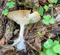 Говорушка ворончатая