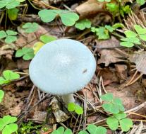 Говорушка пахучая