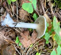 Говорушка пахучая