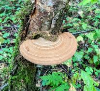 Трутовик плоский