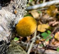 Вешенка осенняя