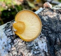 Вешенка осенняя