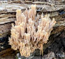 Артомицес крыночковидный