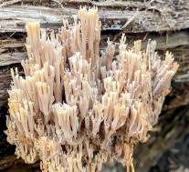 Артомицес крыночковидный