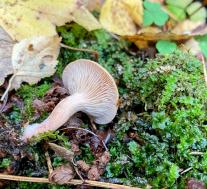 (Lactarius tabidus