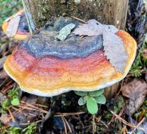 Трутовик окаймленный