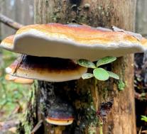 Трутовик окаймленный