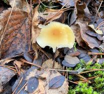 Цистодерма амиантовая