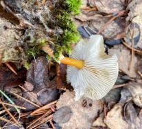 Цистодерма амиантовая