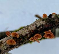 Панеллюс зевающий