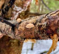 Панеллюс зевающий