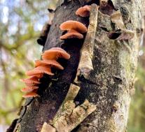 Панеллюс зевающий