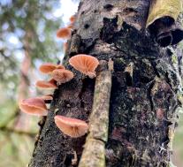 Панеллюс зевающий