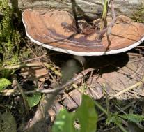 Трутовик плоский