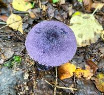 Паутинник фиолетовый