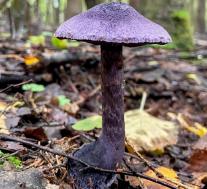 Паутинник фиолетовый