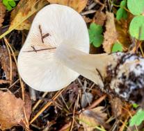 Рядовка частопластинковая