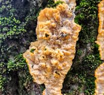 Флебия радиальная