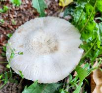 Leucocoprinus leucothites